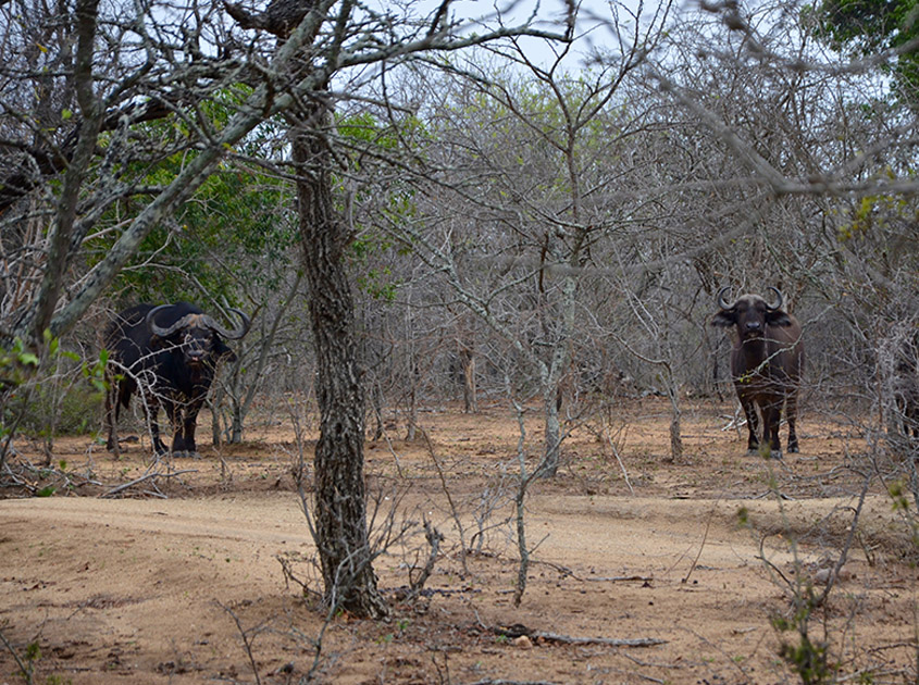 Buffalos_Timbila Game Hunt