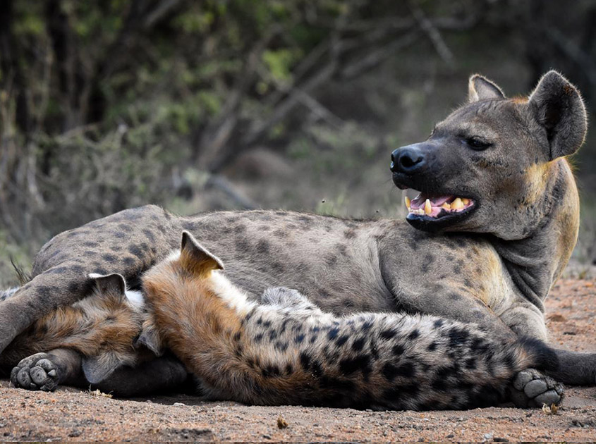 Mother_Hyena_Timbila Game Lodge