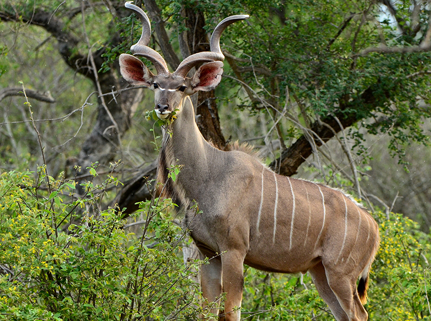 Game Hunting in South Africa
