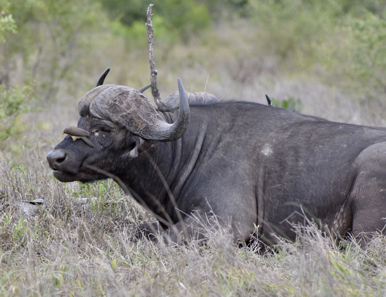 Buffalo 3 Days Package