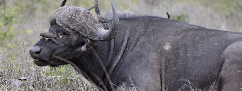 Buffalo 3 Days Package