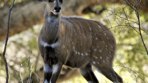 Bowhunter Small Game Package