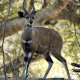 Bowhunter Small Game Package