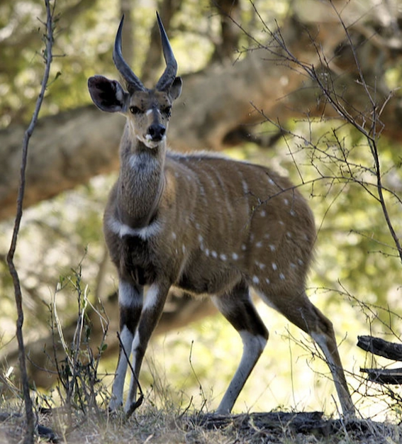 Bowhunter Small Game Package