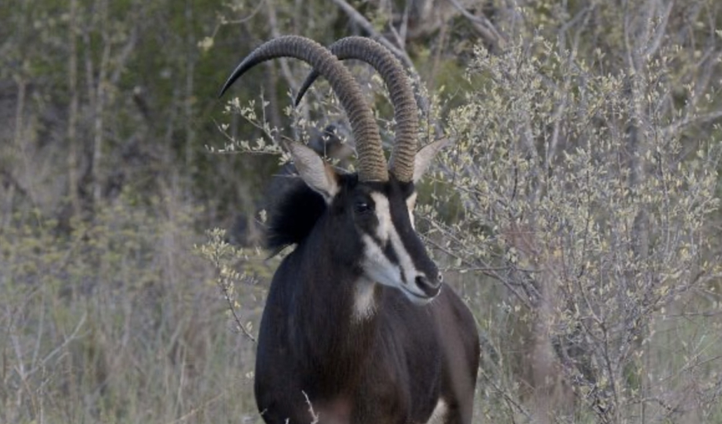 Sable_Timbila Game Hunt